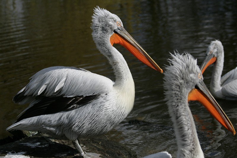 Fotoclubje Blijdorp 2008-111.jpg
